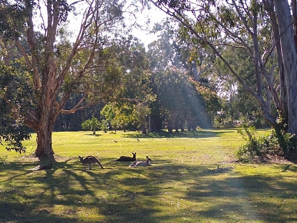 Lake Weyba Noosa Lodge & Kangaroos Peregian Beach Kültér fotó