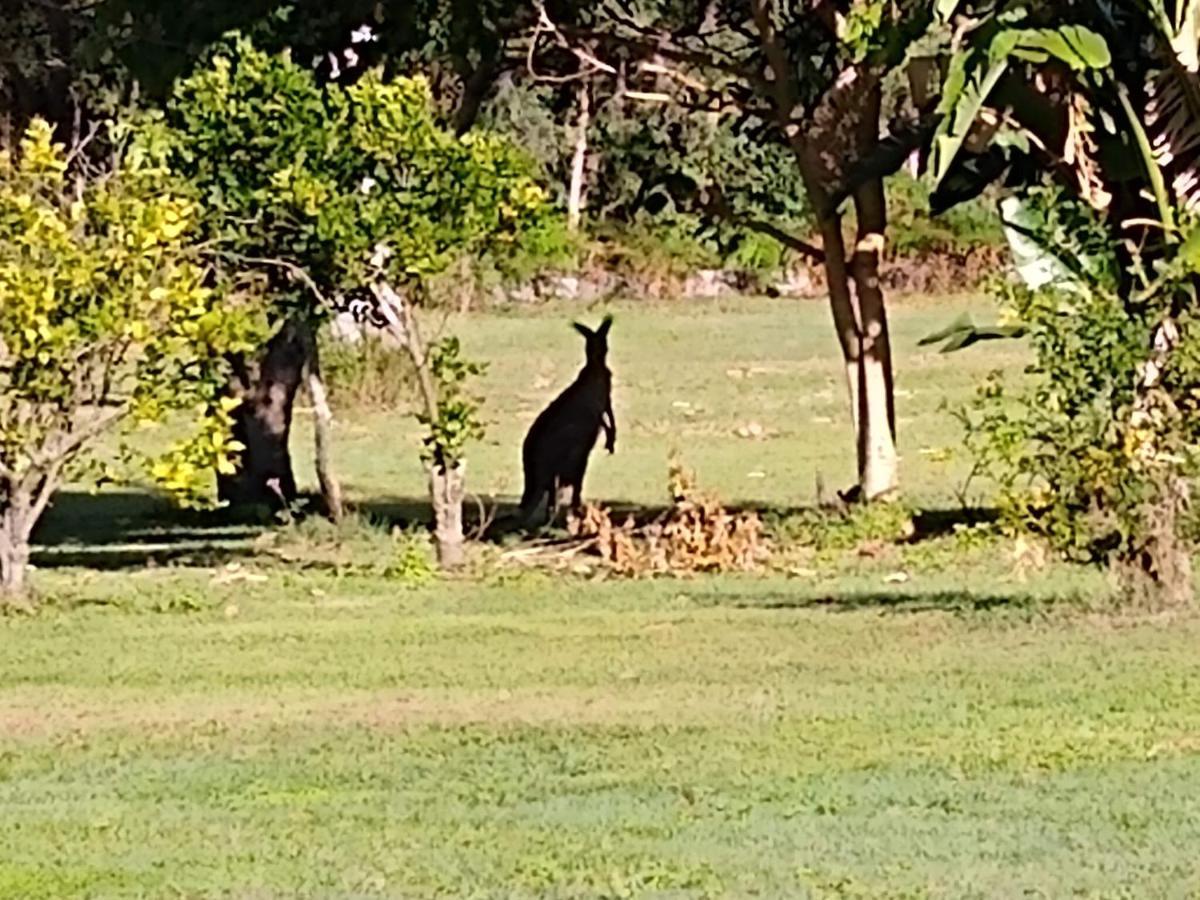 Lake Weyba Noosa Lodge & Kangaroos Peregian Beach Kültér fotó
