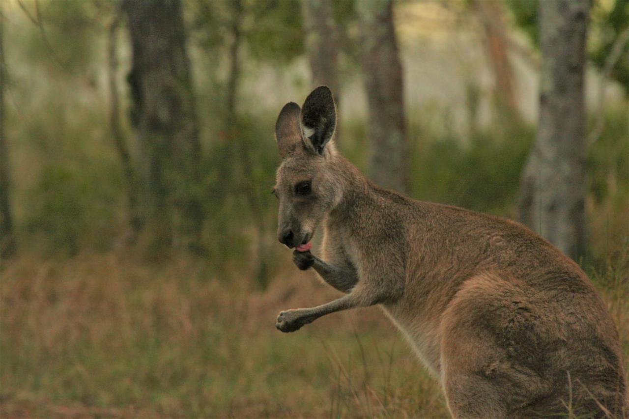Lake Weyba Noosa Lodge & Kangaroos Peregian Beach Kültér fotó
