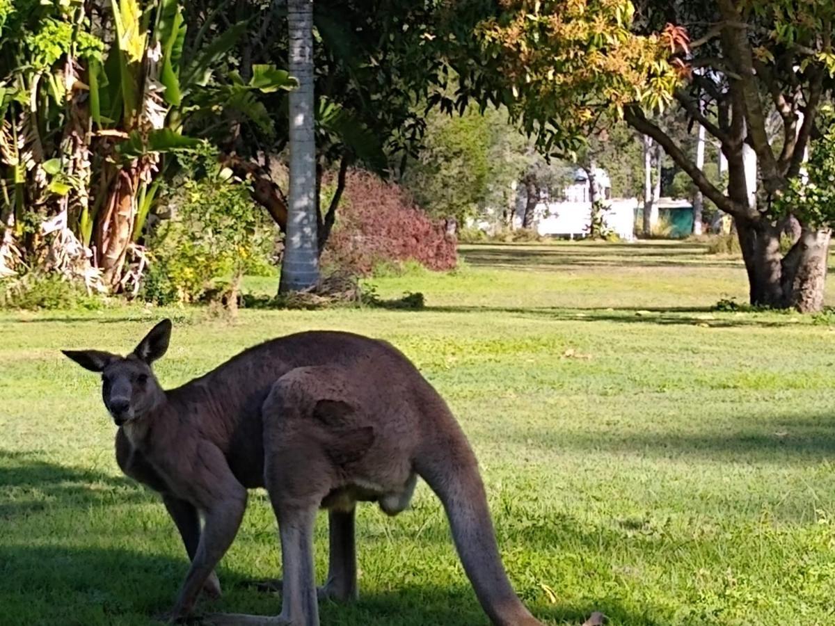 Lake Weyba Noosa Lodge & Kangaroos Peregian Beach Kültér fotó