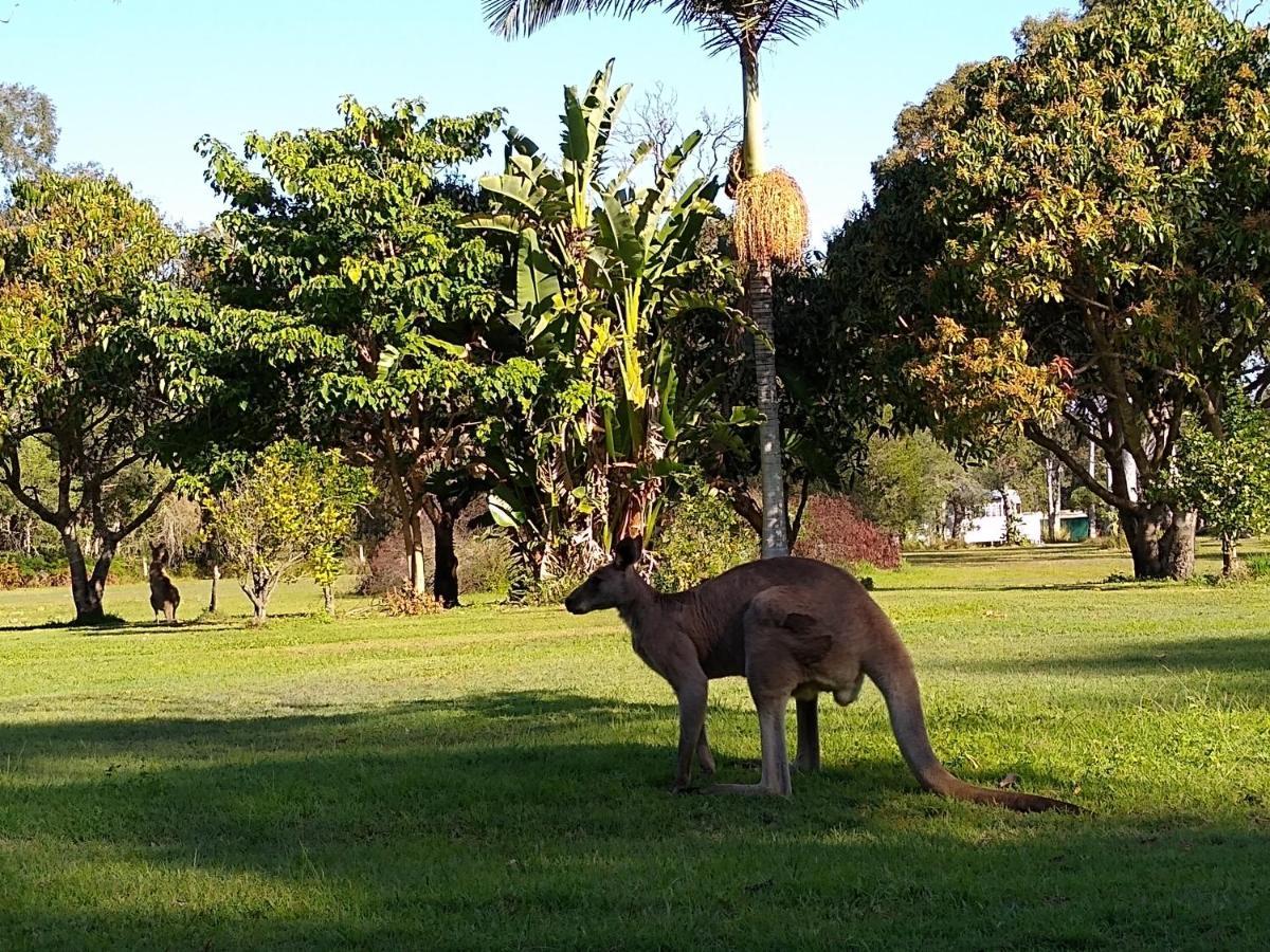 Lake Weyba Noosa Lodge & Kangaroos Peregian Beach Kültér fotó