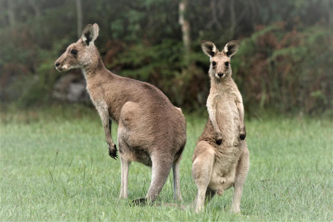 Lake Weyba Noosa Lodge & Kangaroos Peregian Beach Kültér fotó