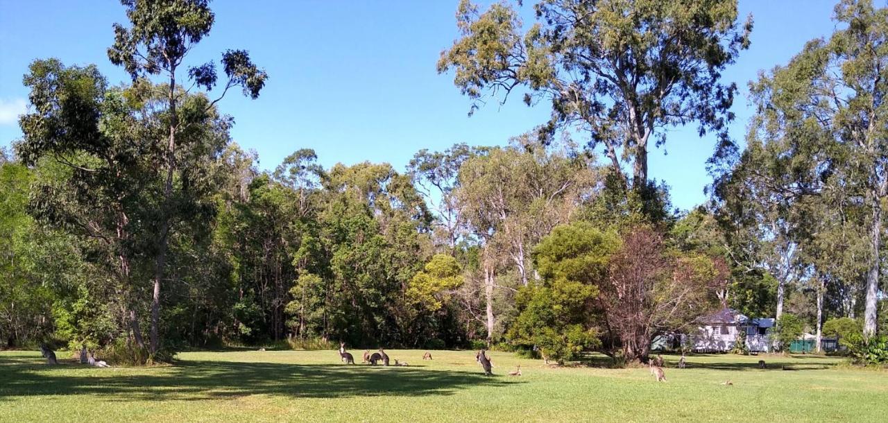 Lake Weyba Noosa Lodge & Kangaroos Peregian Beach Kültér fotó
