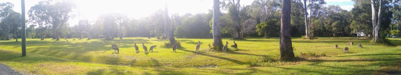 Lake Weyba Noosa Lodge & Kangaroos Peregian Beach Kültér fotó