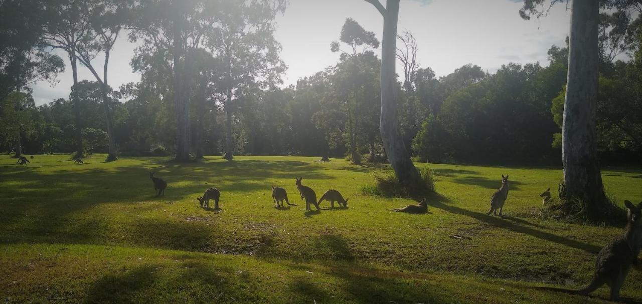 Lake Weyba Noosa Lodge & Kangaroos Peregian Beach Kültér fotó