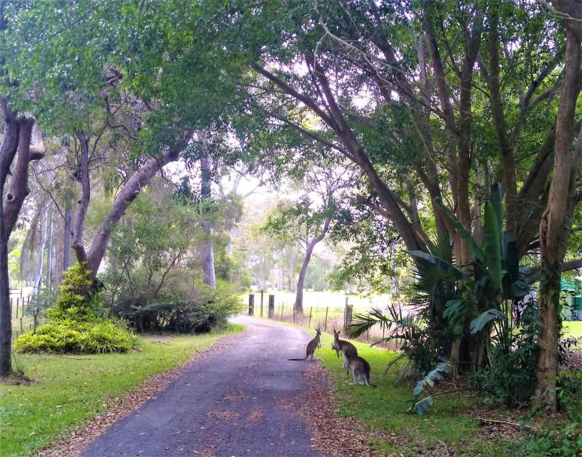 Lake Weyba Noosa Lodge & Kangaroos Peregian Beach Kültér fotó